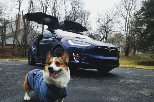 Are Tesla’s Good For Dogs? (Model 3 & Y)