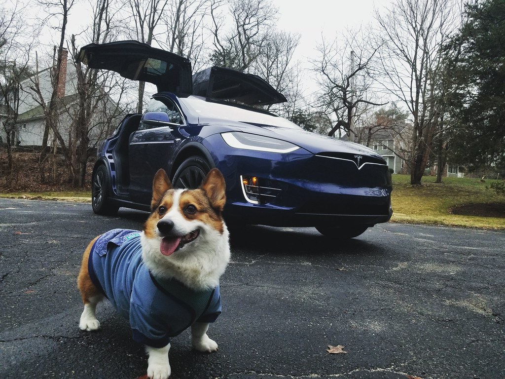 tesla dog mode