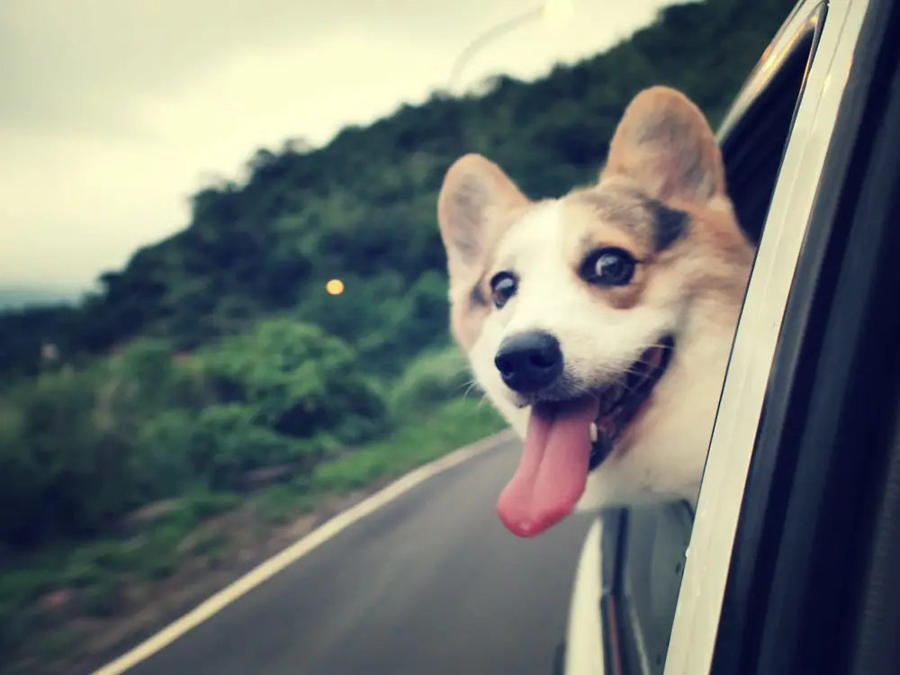 dog in a car